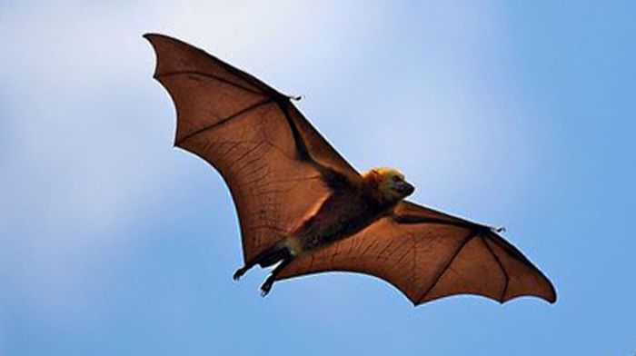 Philippine bare backed fruit bat