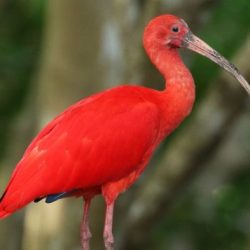 Conflict of the scarlet ibis