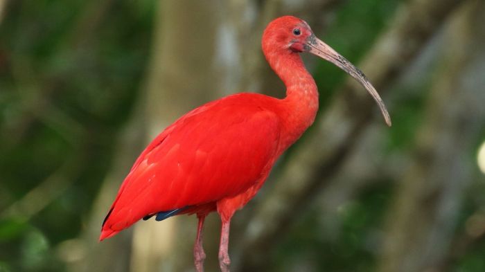 Conflict of the scarlet ibis