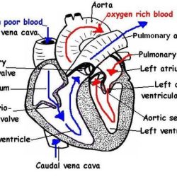 Heart diagram worksheet pdf answers