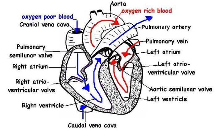 Heart diagram worksheet pdf answers