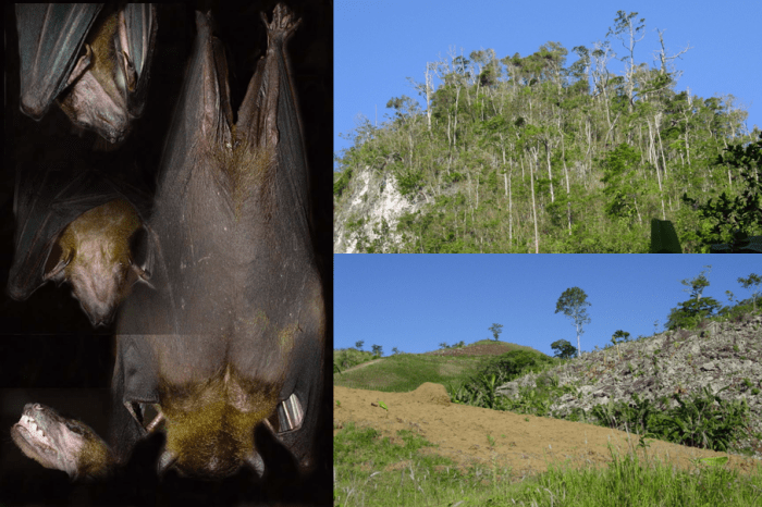 Philippine bare backed fruit bat