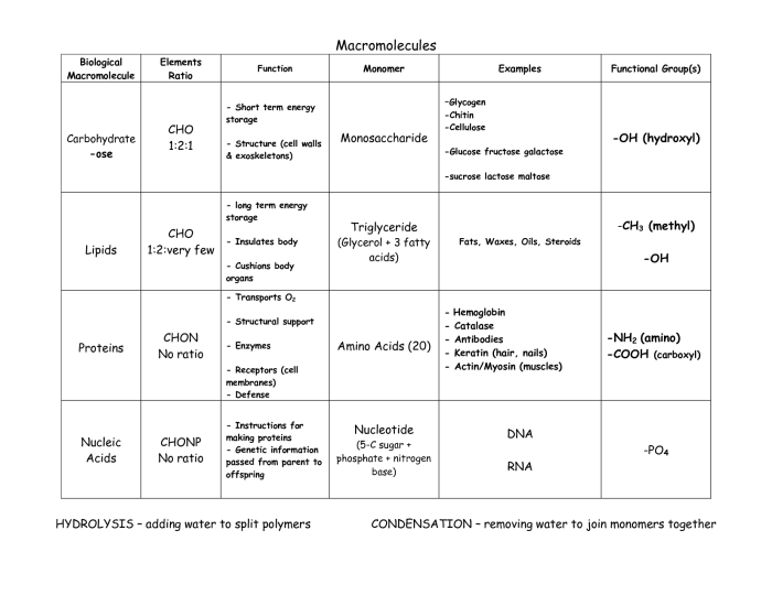 Macromolecules worksheet answer key pdf